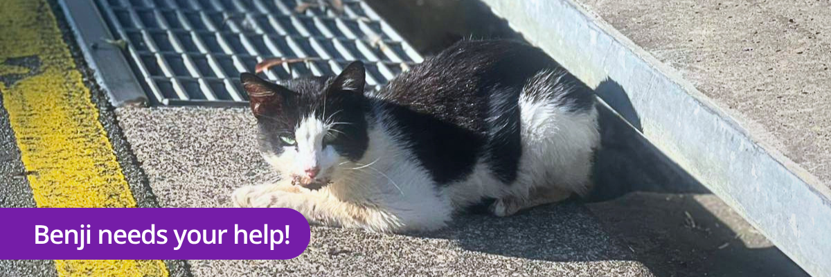 Street cat Benji needs your help